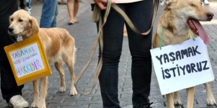 17 köpek ağaca asılı bulunmuştu: Belediyeden açıklama geldi