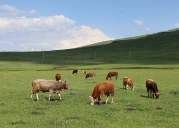 Erdexan’da hayvancılığı ‘şap’ vurdu