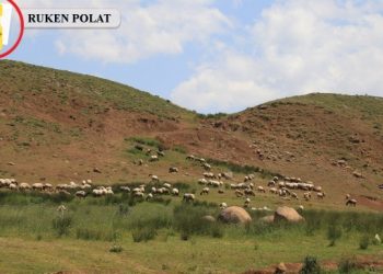 Koçerler serin yaylalara ulaştı