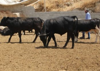 Bayram öncesi besiciler isyanda