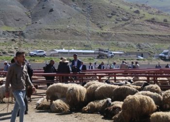 Hayvancılığın merkezinde besicilerin alım gücü kalmadı