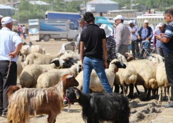 Besici hayvanları satamadı