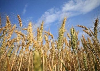 AB, beş ülkenin Ukrayna'dan tahıl ithalatı kısıtlamasını uzattı