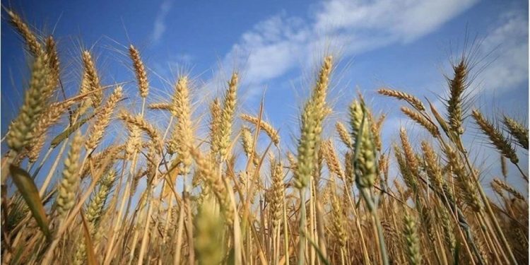 AB, beş ülkenin Ukrayna'dan tahıl ithalatı kısıtlamasını uzattı