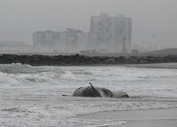 ABD'de zehirli yosun alarmı! Yüzlercesi öldü...