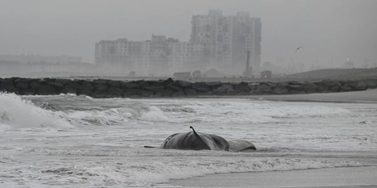 ABD'de zehirli yosun alarmı! Yüzlercesi öldü...