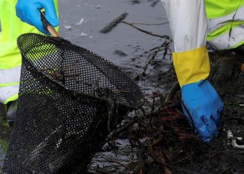 ABD'de zehirli yosun katliamı: Yüzlerce balina ve deniz aslanı öldü