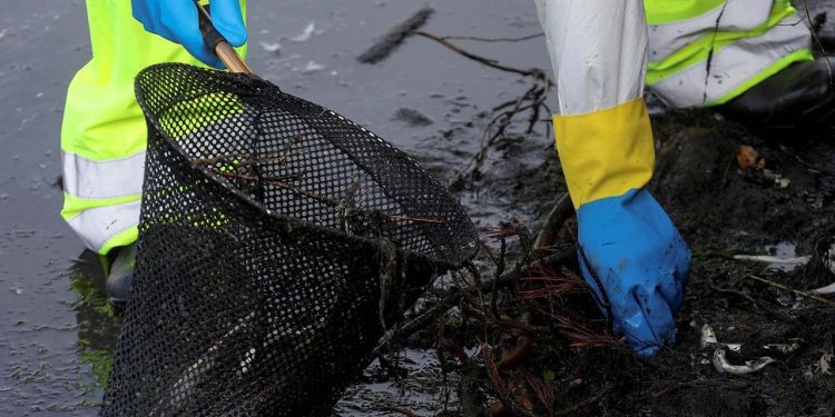 ABD'de zehirli yosun katliamı: Yüzlerce balina ve deniz aslanı öldü