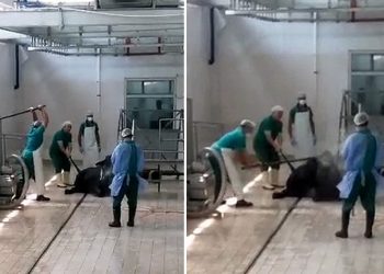 Adana’da Et ve Süt Kurumu tesisinde hayvana eziyet: 2 kişi gözaltına alındı