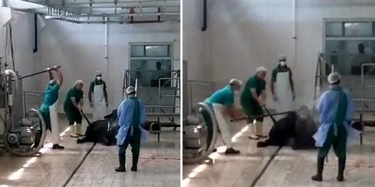 Adana’da Et ve Süt Kurumu tesisinde hayvana eziyet: 2 kişi gözaltına alındı