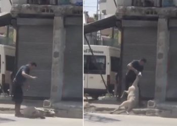 Adana'da küçükbaş hayvana eziyet eden kasap salıverildi