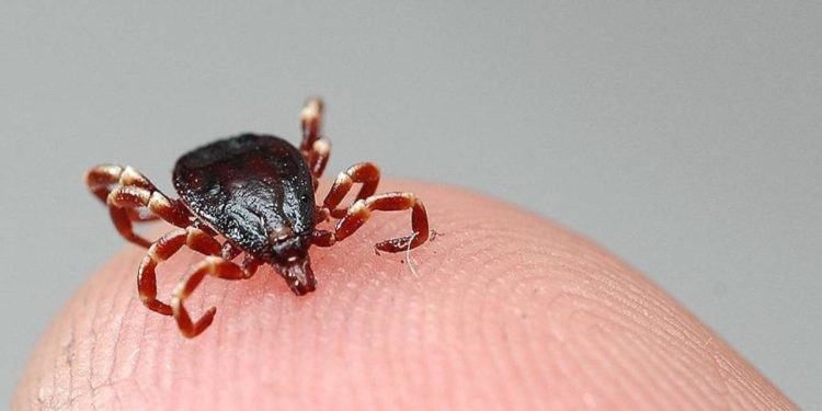 Amasya'da 'Kırım Kongo Kanamalı Ateşi' hastalığı şüphesiyle ölüm