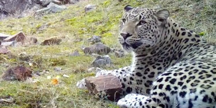 Anadolu leoparı yeniden görüntülendi: ‘Efsane bütün heybetiyle bu kadim topraklarda’