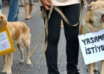 Ankara'da 17 köpek ağaca asılmıştı: Belediyeler 'sınır' tartışmasına girdi