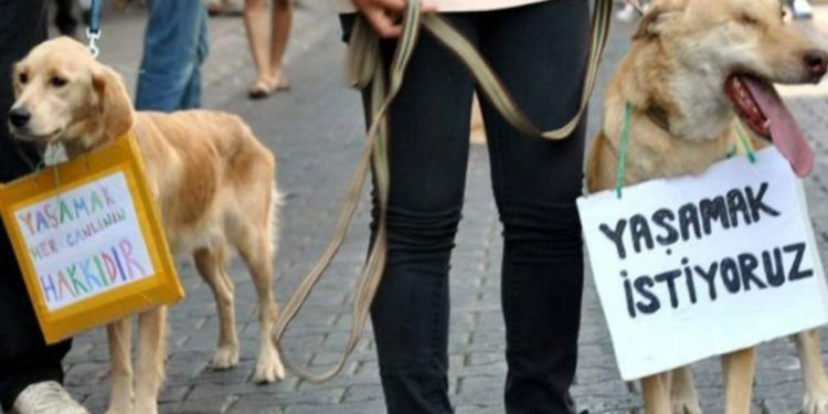 Ankara'da 17 köpek ağaca asılmıştı: Belediyeler 'sınır' tartışmasına girdi