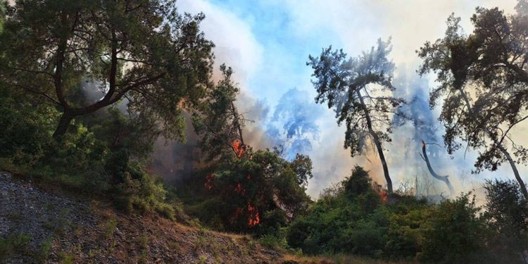 Antalya'da orman yangını kontrol altına alındı