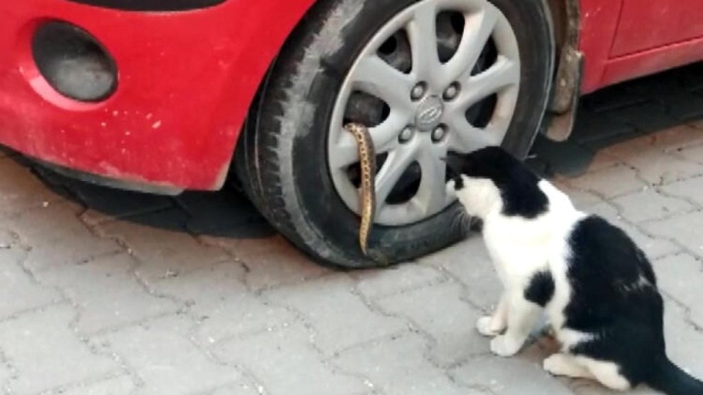 Avcılar'da otomobilin jantından yılan çıktı