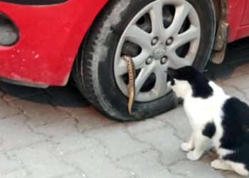 Avcılar'da otomobilin jantından yılan çıktı
