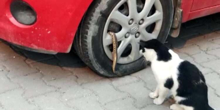 Avcılar'da otomobilin jantından yılan çıktı
