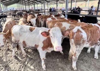 Bartın'da 90 köyde şap karantinası