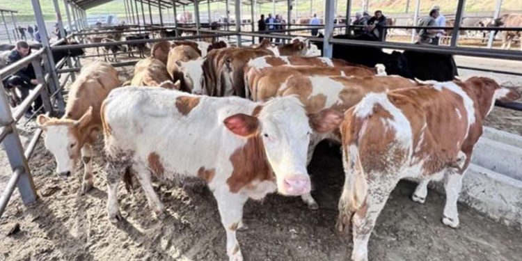 Bartın'da 90 köyde şap karantinası