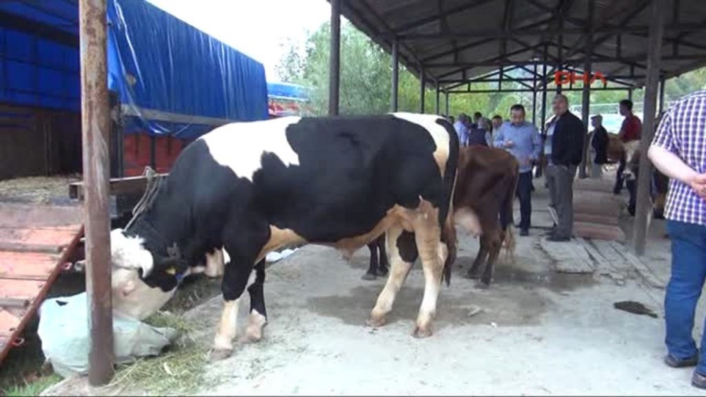 Bartın'da 90 köyde şap karantinası: Hayvan pazarları kapatıldı