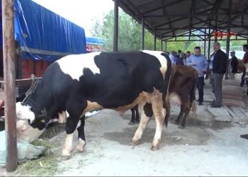 Bartın'da 90 köyde şap karantinası: Hayvan pazarları kapatıldı
