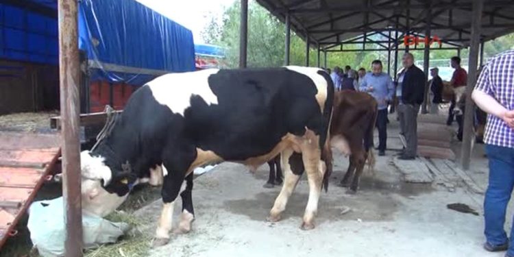 Bartın'da 90 köyde şap karantinası: Hayvan pazarları kapatıldı