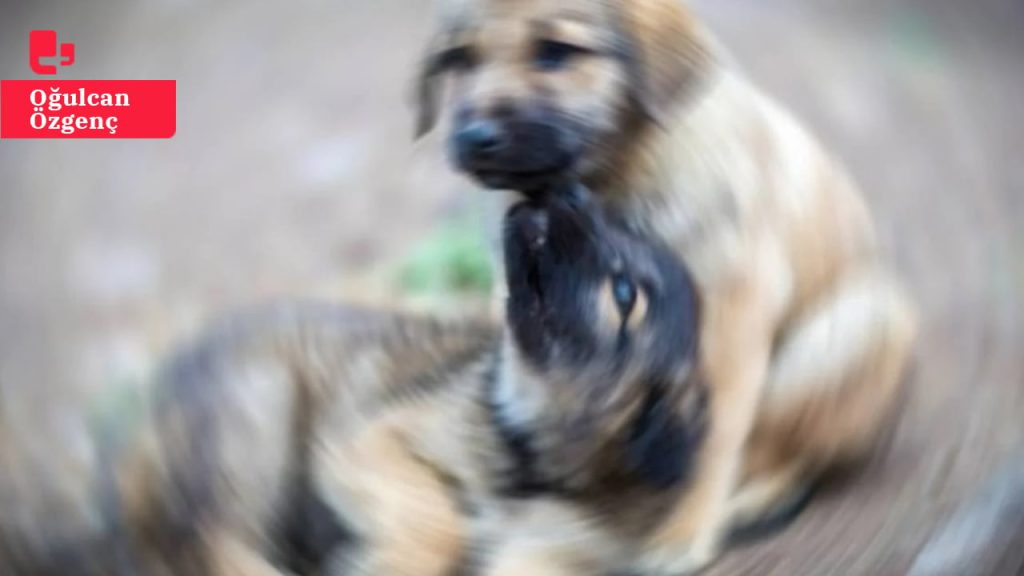 Belediyeler arasındaki uyuşmazlık sürüyor: Bölge, şikayet edilen sokak köpeklerinin bırakıldığı korkunç bir yer