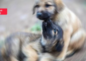 Belediyeler arasındaki uyuşmazlık sürüyor: Bölge, şikayet edilen sokak köpeklerinin bırakıldığı korkunç bir yer