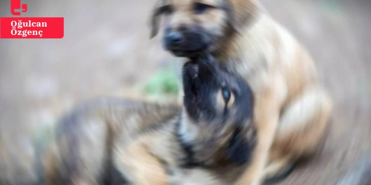 Belediyeler arasındaki uyuşmazlık sürüyor: Bölge, şikayet edilen sokak köpeklerinin bırakıldığı korkunç bir yer