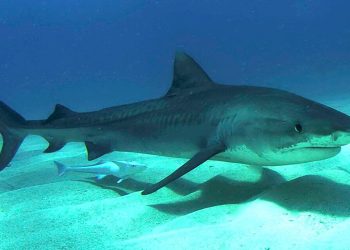 Belgesel çeken Netflix ekibine köpekbalıkları saldırdı