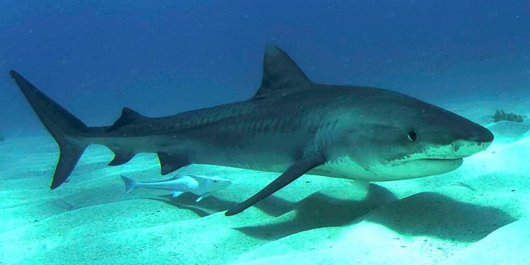 Belgesel çeken Netflix ekibine köpekbalıkları saldırdı