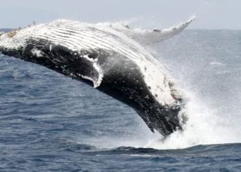 Büyük Okyanus'ta bir yelkenli balinalarla çarpıştı: Sekiz Danimarkalı denizci kurtarıldı