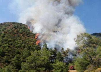 Cesedi ortadan kaldırırken ormanı yakmışlardı; Marmaris'teki cinayetin detayları ortaya çıktı