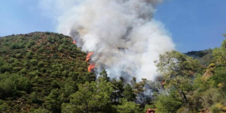 Cesedi ortadan kaldırırken ormanı yakmışlardı; Marmaris'teki cinayetin detayları ortaya çıktı