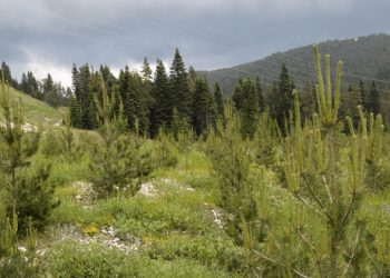 Edirne'de ormanlık alanlara girişler yasaklandı