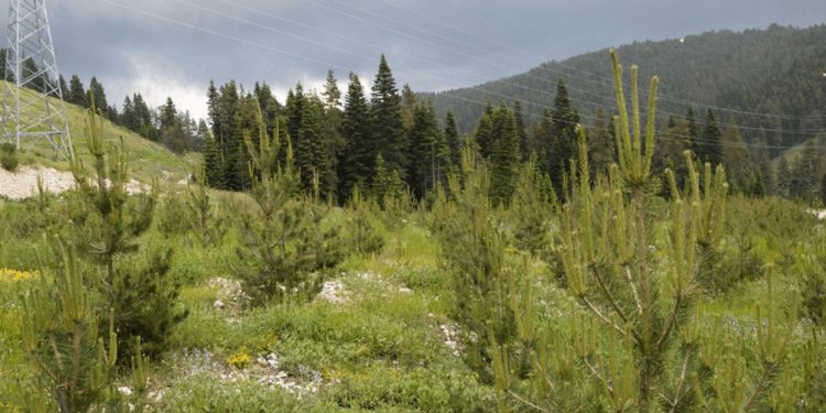 Edirne'de ormanlık alanlara girişler yasaklandı