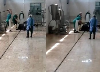 Et ve Süt Kurumu'na bağlı tesiste hayvana işkencenin cezası belli oldu