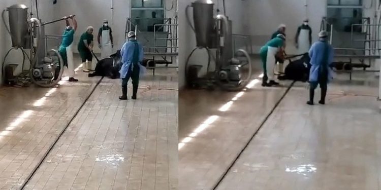Et ve Süt Kurumu'na bağlı tesiste hayvana işkencenin cezası belli oldu