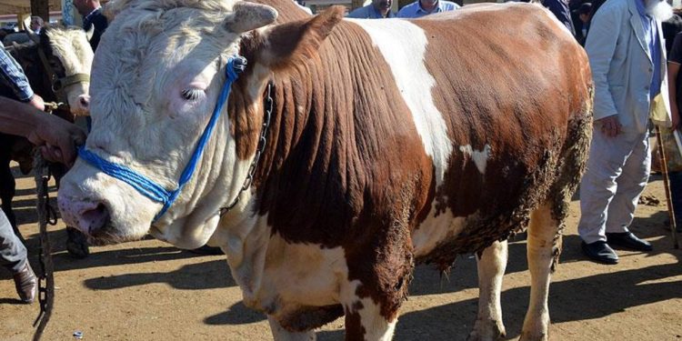 Federasyon başkanı açıkladı: En ucuz büyükbaş 84 bin lira