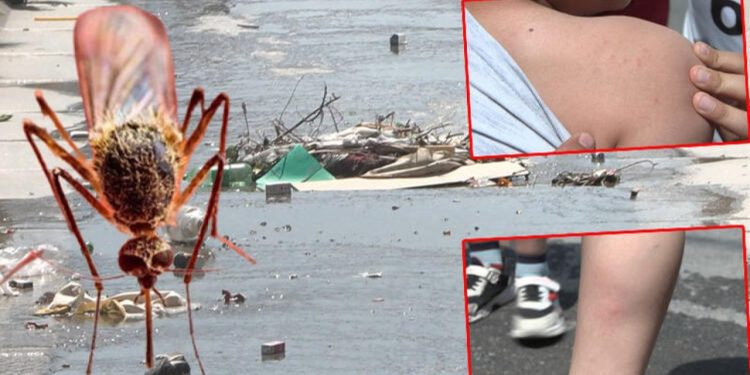 İstanbul'da sivrisinek şikayetleri arttı, uzmanlar uyardı