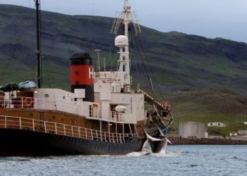 İzlanda oluklu balina avcılığını askıya aldı