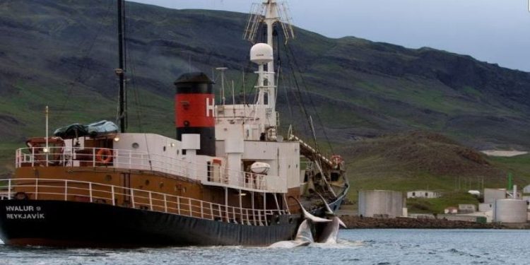 İzlanda oluklu balina avcılığını askıya aldı