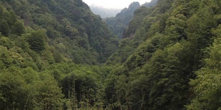 İzmir'de 26 bölgedeki ormanlık alana girişler yasaklandı