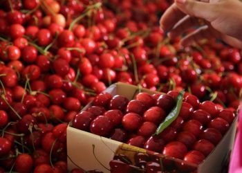 Kiraz hasadı başladı: Fiyatı bahçede 10, markette 30 lira