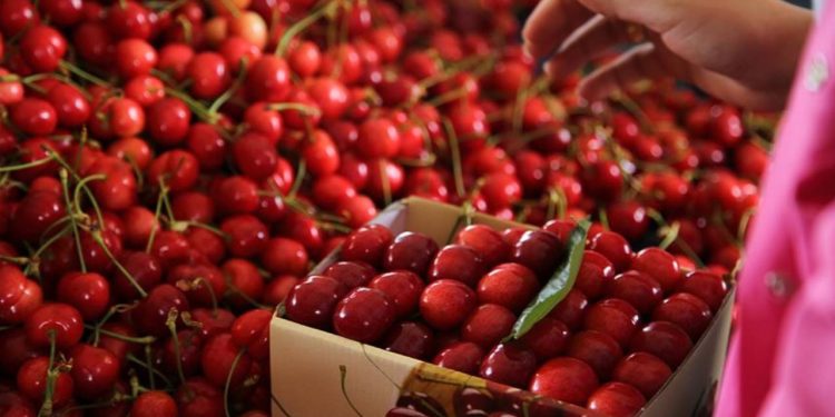 Kiraz hasadı başladı: Fiyatı bahçede 10, markette 30 lira