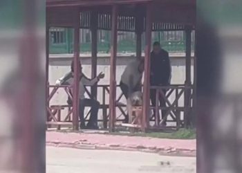 Köpeği kemerle dövdü, serbest bırakıldı