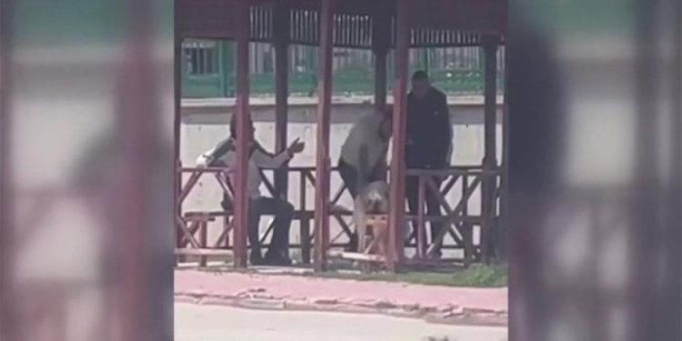 Köpeği kemerle dövdü, serbest bırakıldı