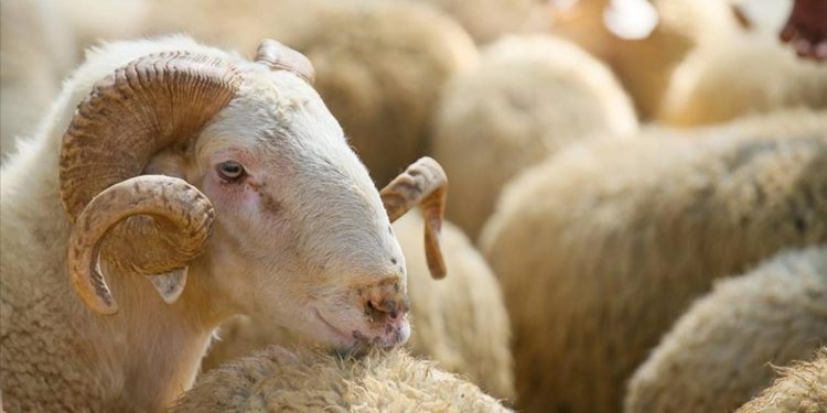 Krize çözüm olacak mı? Satılamayan kurbanlık hayvanları Et ve Süt Kurumu alacak